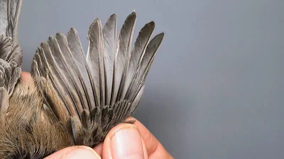 Matkop — Poecile montanus, 1e kalenderjaar, 5 okt 2026, Almere Oosterwold