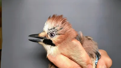 Gaai — Garrulus glandarius, 1e kalenderjaar, 6 okt 2026, Almere Oosterwold