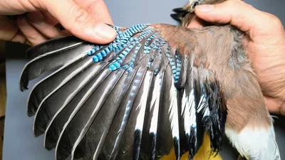 Gaai — Garrulus glandarius, 1e kalenderjaar, 6 okt 2026, Almere Oosterwold