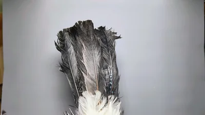 Gaai — Garrulus glandarius, 1e kalenderjaar, 6 okt 2026, Almere Oosterwold
