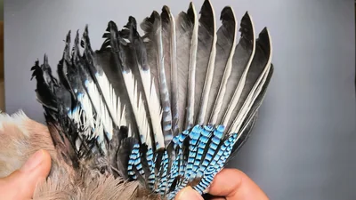 Gaai — Garrulus glandarius, 1e kalenderjaar, 6 okt 2026, Almere Oosterwold
