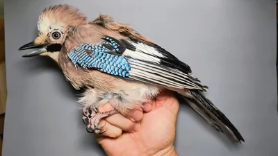 Gaai — Garrulus glandarius, 1e kalenderjaar, 6 okt 2026, Almere Oosterwold