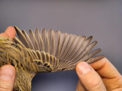 Graspieper — Anthus pratensis, 1e kalenderjaar, 3 okt 2026, VRS Eemshaven basis opstelling