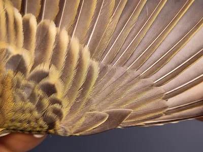 Graspieper — Anthus pratensis, 1e kalenderjaar, 3 okt 2026, VRS Eemshaven basis opstelling