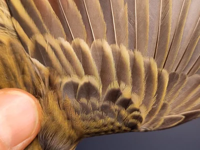 Graspieper — Anthus pratensis, 1e kalenderjaar, 3 okt 2026, VRS Eemshaven basis opstelling
