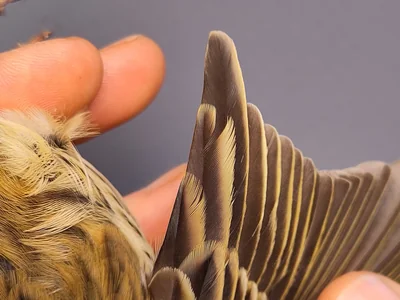 Graspieper — Anthus pratensis, 1e kalenderjaar, 3 okt 2026, VRS Eemshaven basis opstelling