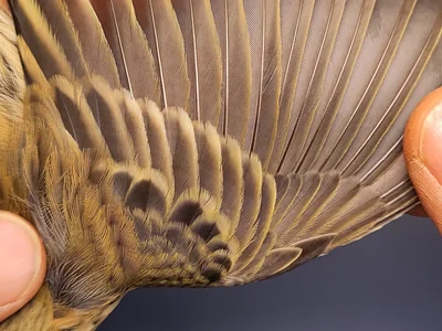 Graspieper — Anthus pratensis, 1e kalenderjaar, 3 okt 2026, VRS Eemshaven basis opstelling