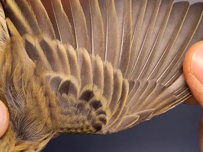 Graspieper — Anthus pratensis, 1e kalenderjaar, 3 okt 2026, VRS Eemshaven basis opstelling