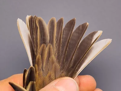 Graspieper — Anthus pratensis, 1e kalenderjaar, 3 okt 2026, VRS Eemshaven basis opstelling