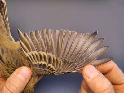Graspieper — Anthus pratensis, 1e kalenderjaar, 3 okt 2026, VRS Eemshaven basis opstelling