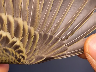 Graspieper — Anthus pratensis, 1e kalenderjaar, 3 okt 2026, VRS Eemshaven basis opstelling