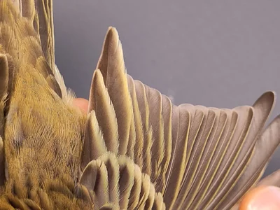 Graspieper — Anthus pratensis, 1e kalenderjaar, 3 okt 2026, VRS Eemshaven basis opstelling