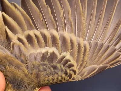 Graspieper — Anthus pratensis, 1e kalenderjaar, 3 okt 2026, VRS Eemshaven basis opstelling