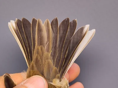 Graspieper — Anthus pratensis, 1e kalenderjaar, 3 okt 2026, VRS Eemshaven basis opstelling