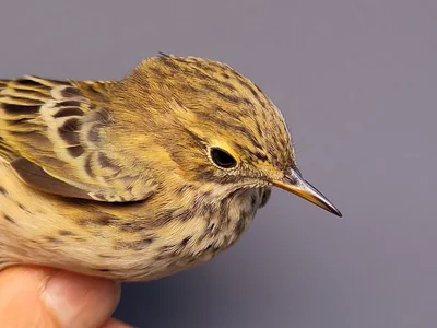 Graspieper — Anthus pratensis, 1e kalenderjaar, 3 okt 2026, VRS Eemshaven basis opstelling