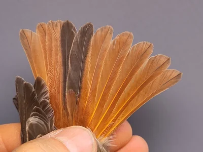 Zwarte Roodstaart - Phoenicurus ochruros