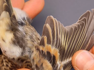 Keep — Fringilla montifringilla, Vrouw, 1e kalenderjaar, 3 okt 2026, VRS Eemshaven basis opstelling