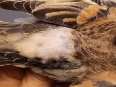 Keep — Fringilla montifringilla, Vrouw, 1e kalenderjaar, 3 okt 2026, VRS Eemshaven basis opstelling