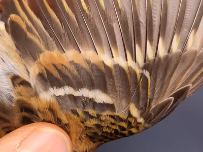 Keep — Fringilla montifringilla, Vrouw, 1e kalenderjaar, 3 okt 2026, VRS Eemshaven basis opstelling