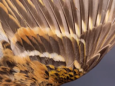 Keep — Fringilla montifringilla, Vrouw, 1e kalenderjaar, 3 okt 2026, VRS Eemshaven basis opstelling