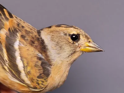 Keep — Fringilla montifringilla, Vrouw, 1e kalenderjaar, 3 okt 2026, VRS Eemshaven basis opstelling
