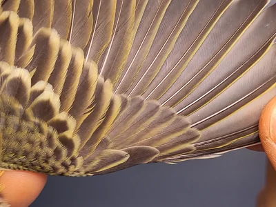 Graspieper — Anthus pratensis, 1e kalenderjaar, 3 okt 2026, VRS Eemshaven basis opstelling