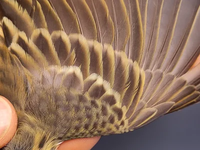 Graspieper — Anthus pratensis, 1e kalenderjaar, 3 okt 2026, VRS Eemshaven basis opstelling