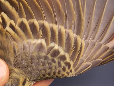 Graspieper — Anthus pratensis, 1e kalenderjaar, 3 okt 2026, VRS Eemshaven basis opstelling