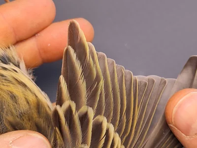 Graspieper — Anthus pratensis, 1e kalenderjaar, 3 okt 2026, VRS Eemshaven basis opstelling