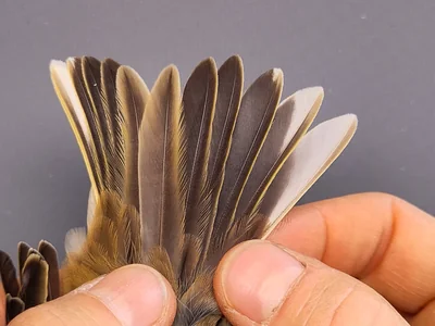 Graspieper — Anthus pratensis, 1e kalenderjaar, 3 okt 2026, VRS Eemshaven basis opstelling