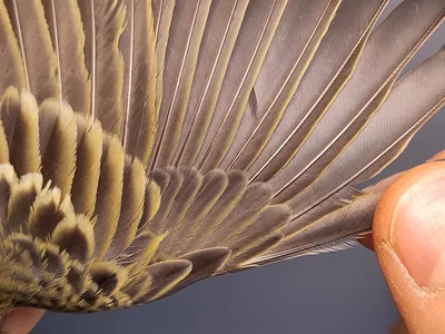 Graspieper — Anthus pratensis, 1e kalenderjaar, 3 okt 2026, VRS Eemshaven basis opstelling