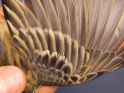 Graspieper — Anthus pratensis, 1e kalenderjaar, 3 okt 2026, VRS Eemshaven basis opstelling