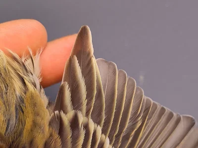 Graspieper — Anthus pratensis, 1e kalenderjaar, 3 okt 2026, VRS Eemshaven basis opstelling