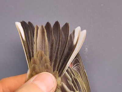 Graspieper — Anthus pratensis, 1e kalenderjaar, 3 okt 2026, VRS Eemshaven basis opstelling