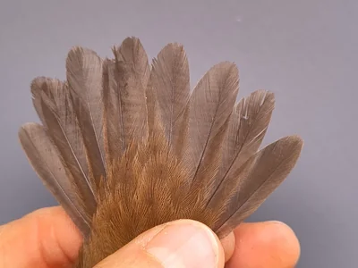 Cetti's Zanger - Cettia cetti