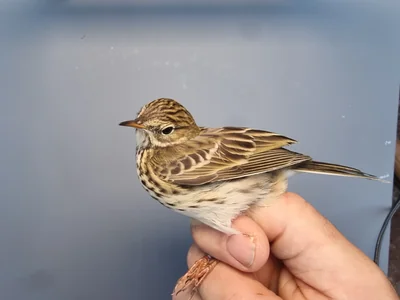 Graspieper — Anthus pratensis, 1e kalenderjaar, 18 okt 2025, Graspieperbaan Eemshaven Oost