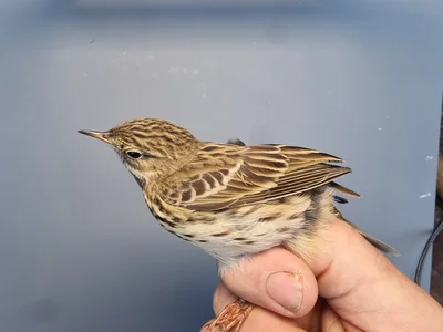 Graspieper — Anthus pratensis, 1e kalenderjaar, 18 okt 2025, Graspieperbaan Eemshaven Oost