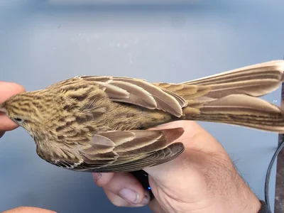 Graspieper — Anthus pratensis, 1e kalenderjaar, 18 okt 2025, Graspieperbaan Eemshaven Oost