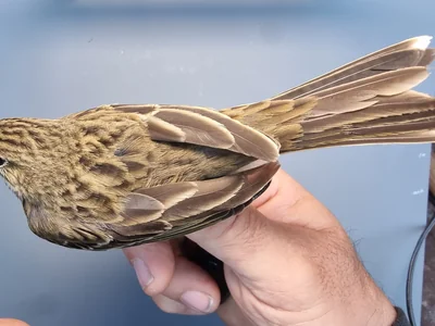 Graspieper — Anthus pratensis, 1e kalenderjaar, 18 okt 2025, Graspieperbaan Eemshaven Oost