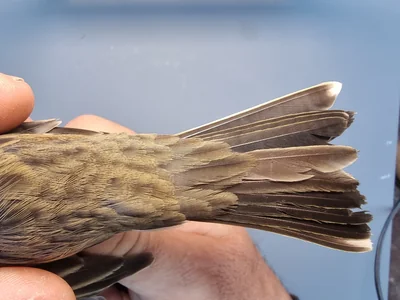 Graspieper — Anthus pratensis, 1e kalenderjaar, 18 okt 2025, Graspieperbaan Eemshaven Oost