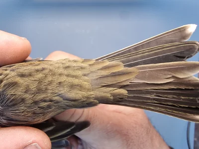 Graspieper — Anthus pratensis, 1e kalenderjaar, 18 okt 2025, Graspieperbaan Eemshaven Oost