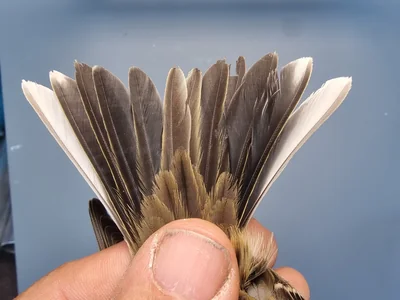 Graspieper — Anthus pratensis, 1e kalenderjaar, 18 okt 2025, Graspieperbaan Eemshaven Oost