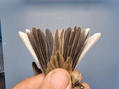 Graspieper — Anthus pratensis, 1e kalenderjaar, 18 okt 2025, Graspieperbaan Eemshaven Oost