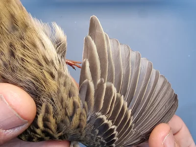 Graspieper — Anthus pratensis, 1e kalenderjaar, 18 okt 2025, Graspieperbaan Eemshaven Oost