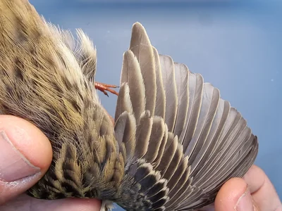 Graspieper — Anthus pratensis, 1e kalenderjaar, 18 okt 2025, Graspieperbaan Eemshaven Oost