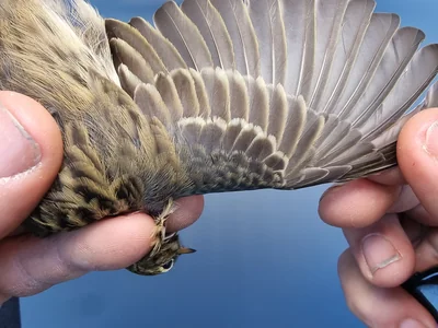 Graspieper — Anthus pratensis, 1e kalenderjaar, 18 okt 2025, Graspieperbaan Eemshaven Oost