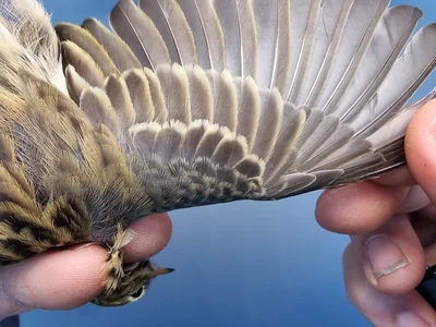 Graspieper — Anthus pratensis, 1e kalenderjaar, 18 okt 2025, Graspieperbaan Eemshaven Oost