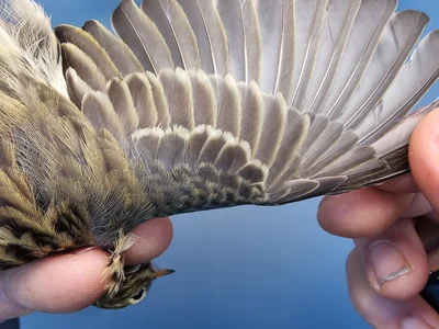 Graspieper — Anthus pratensis, 1e kalenderjaar, 18 okt 2025, Graspieperbaan Eemshaven Oost