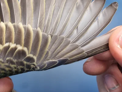 Graspieper — Anthus pratensis, 1e kalenderjaar, 18 okt 2025, Graspieperbaan Eemshaven Oost