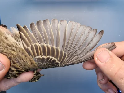 Graspieper — Anthus pratensis, 1e kalenderjaar, 18 okt 2025, Graspieperbaan Eemshaven Oost